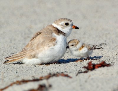JFF7572 Piping Plover Parent With Chick.jpg