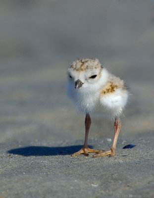 JFF8021. Piping Plover Chick