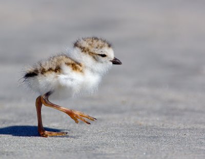 JFF8063. Piping Plover Chick