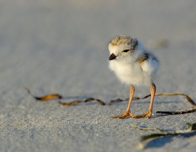 JFF8414. Piping Plover Chick