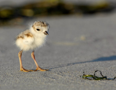 JFF8416. Piping Plover Chick