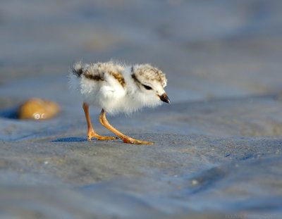 JFF8582. Piping Plover Chick