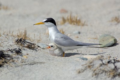 _JFF8761 Least Tern Parent and Chick