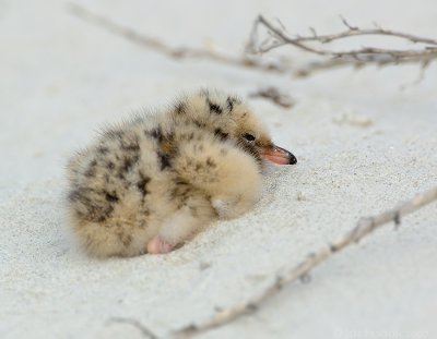 _JFF6371 Common Tern Just Hatched .jpg