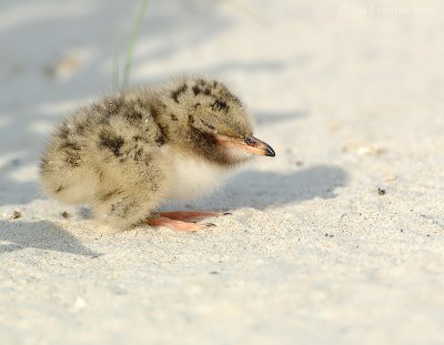 _JFF6385 Common Tern Just Hatched Sand.jpg