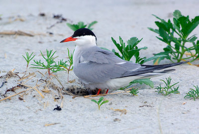_JFF6425 Common Tern Adult at Nest.jpg