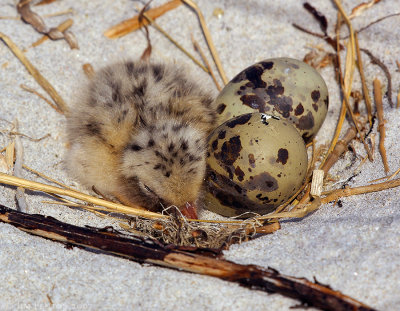 _JFF6725 Common Tern First To Hatch.jpg