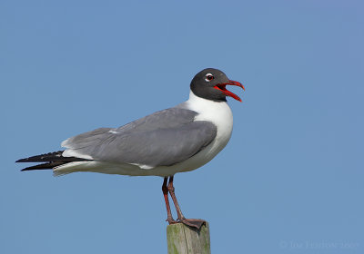 _JFF6345 Laughing Gull on Post in Dunes.jpg