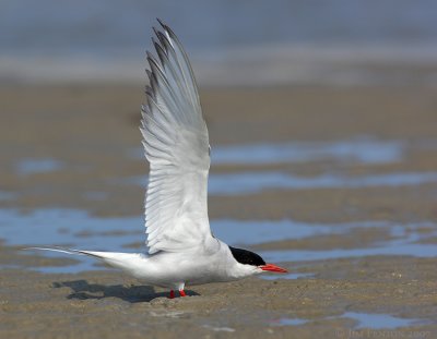 _JFF2648 Arctic Tern Wing Strect Up.jpg