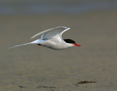 _JFF2713 Arctic Tern Male in Flight.jpg