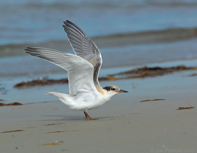 _JFF1737 Common Tern Juvenile Beach Wing Spread.jpg