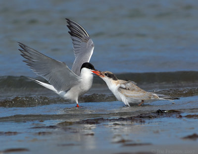 _JFF1788 Common Tern Feeding Juvenile.jpg
