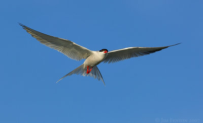 _JFF2032 Common Tern Wings Spred in Flight.jpg