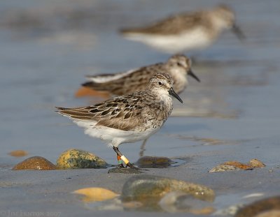 JFF2967 Semipalmated Sandpiper With Leg Bands