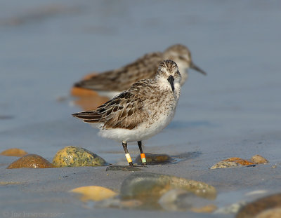 JFF2978 Semipalmated Sandpiper With Leg Bands