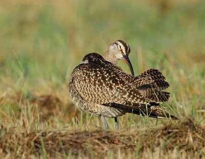 _JFF0967 Whimbrel Preening.jpg