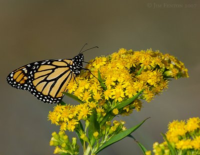 monarchs_on_goldenrod