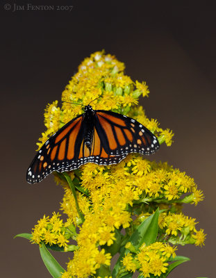 _JFF1985 Monarch and Goldenrod.jpg