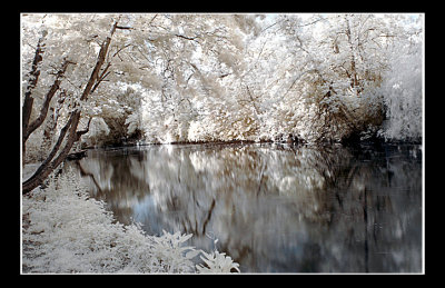 DSC_0036ir.jpg