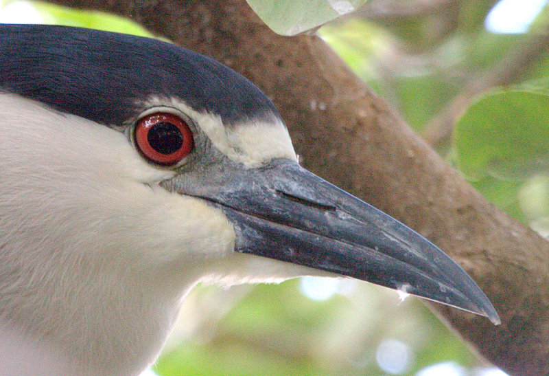 Black crowned night heron, usually at the bottom of the condo