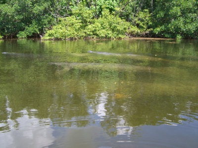 Manatee....gentle giants....look carefully at the brown shapes in front of the mangroves...always a thrill to see and follow