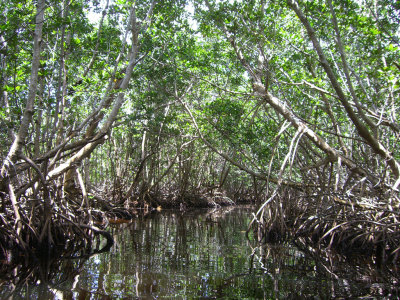 Trail thru the mangroves