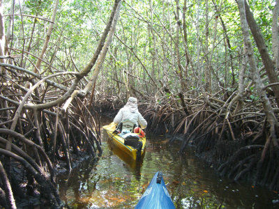 The mangrove trails do get narrow, watch the tides !