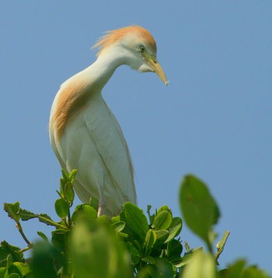 Cattle egret in one of the bird condos