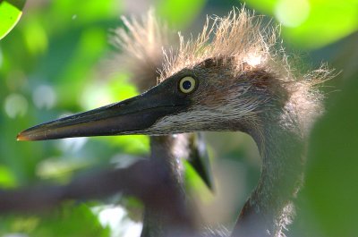 Imm tricolor heron (bad hair) [feather]