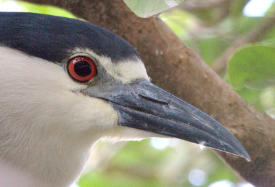 Black crowned night heron, usually at the bottom of the condo