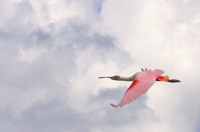 Roseate spoonbill in flight 3