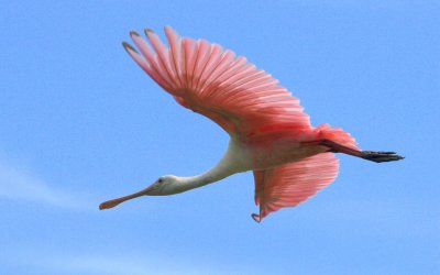 Roseate spoonbill in flight 5