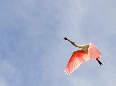 Roseate spoonbill in flight 6