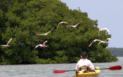 Roseate spoonbills in the Everglades