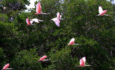 Roseate spoonbills in the everglades