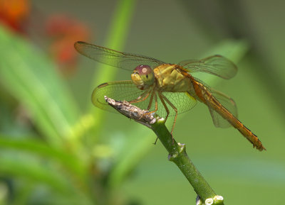 seen_at_fairchild_tropical_gardens_miami_fl