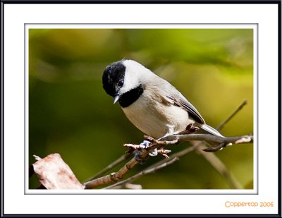 Carolina Chickadee