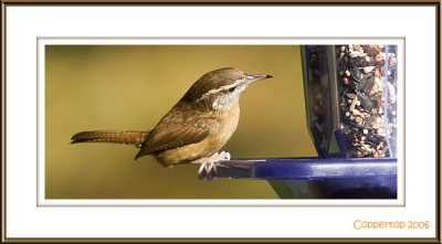 Carolina Wren