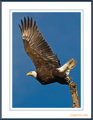 2595 - Bald Eagle