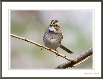 3006 - White Throated Sparrow