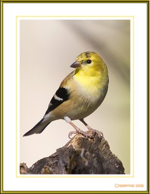 3219 - Goldfinch