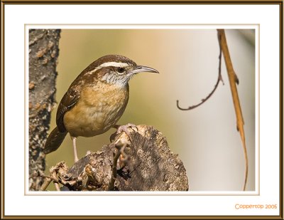 Carolina Wren