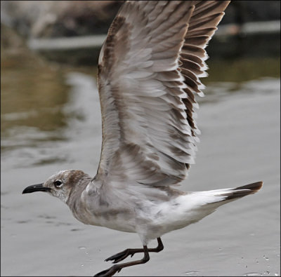 Laughing Gull, 1st cycle