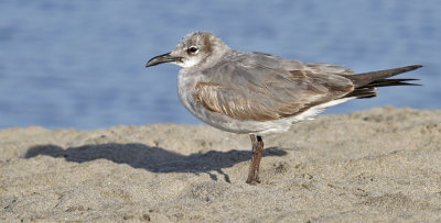 Laughing gull, 1st cycle