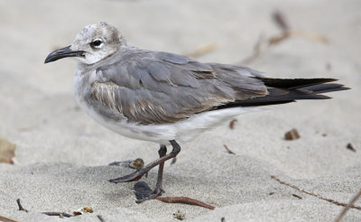 Laughing Gull, 1st cycle
