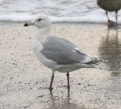 Glaucous-winged Gull, 3rd cycle