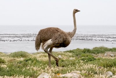 Common Ostrich, female