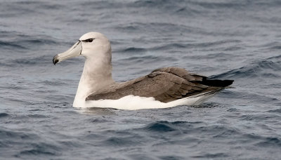 Salvin's (Shy) Albatross, imm.