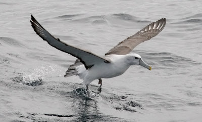 Salvin's (Shy) Albatross, adult