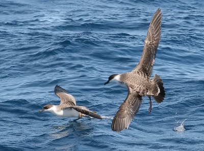 Great Shearwaters